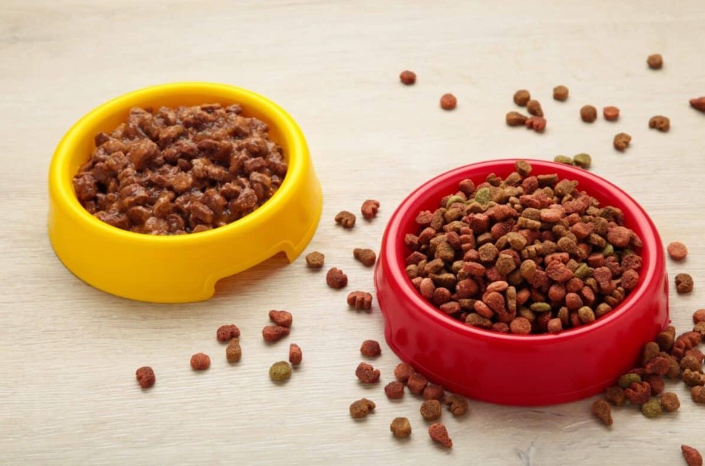 خرید غذای سگ
