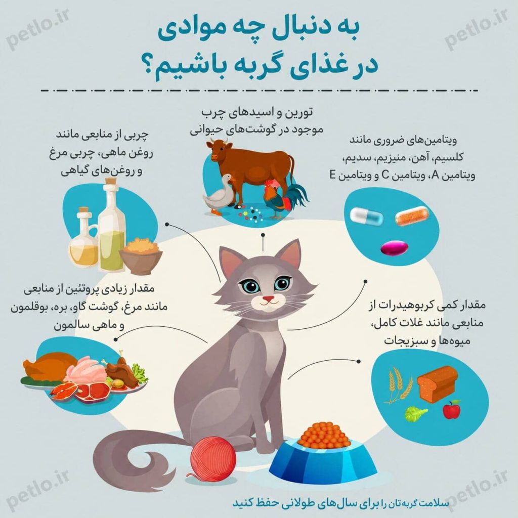 به دنبال چه مورادی برای غذا گربه باشیم؟