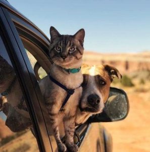 آماده‌سازی حیوان خانگی قبل از سفر