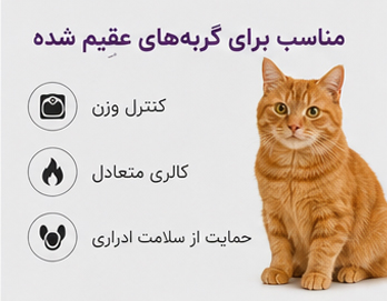 گربه بالغ