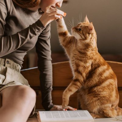 بهترین غذای گربه