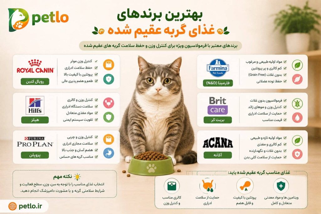 بهترین برندهای غذای گربه عقیم شده