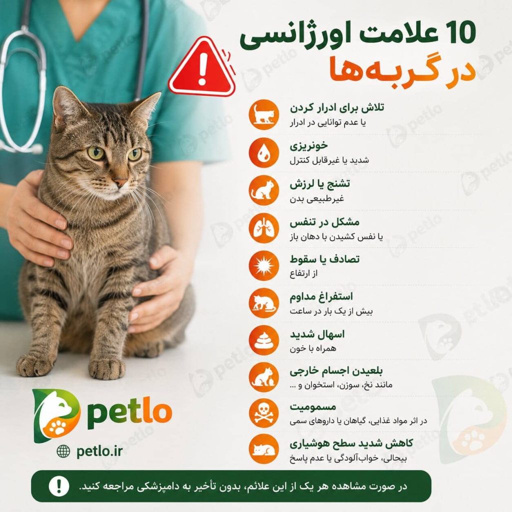 علائم اورژانسی در گربه‌ ها