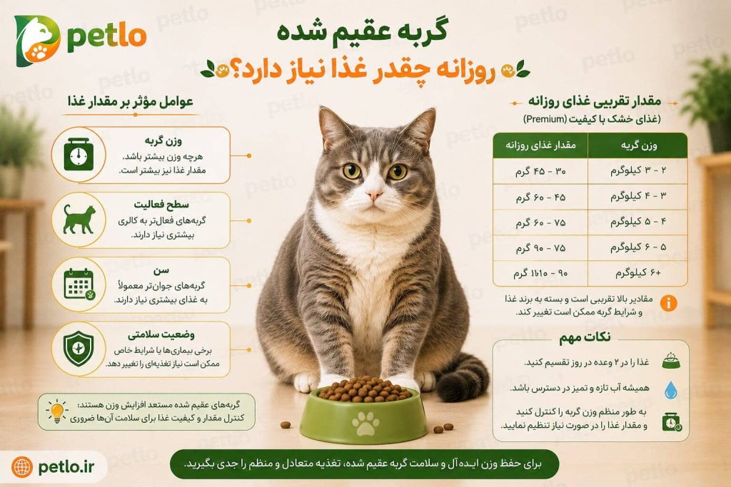 مقدار غذای مورد نیاز گربه