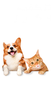 شگفت انگیز