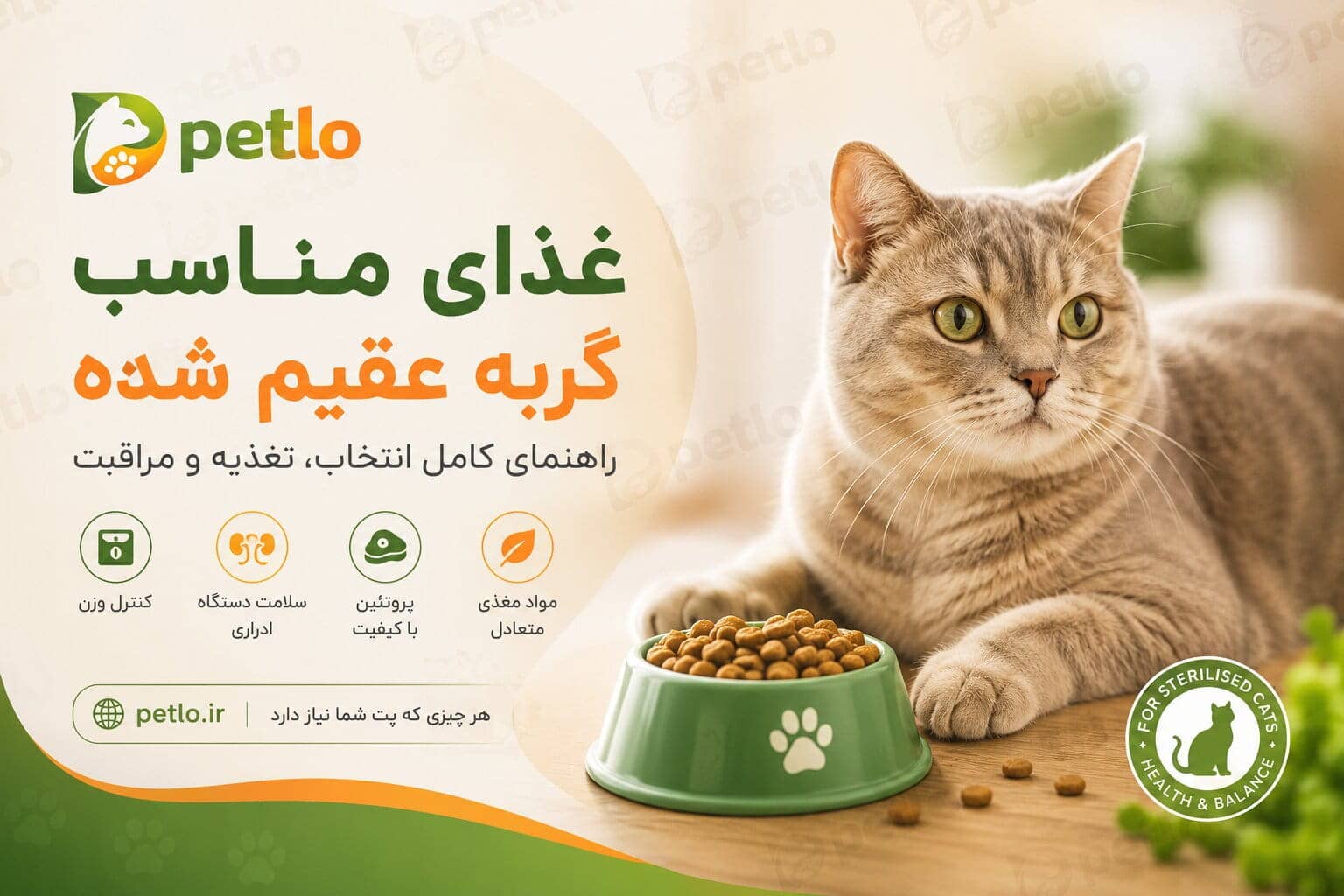 راهنمای انتخاب غذای گربه عقیم شده