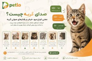 صدای گربه