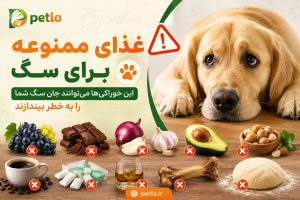 غذای ممنوعه برای سگ