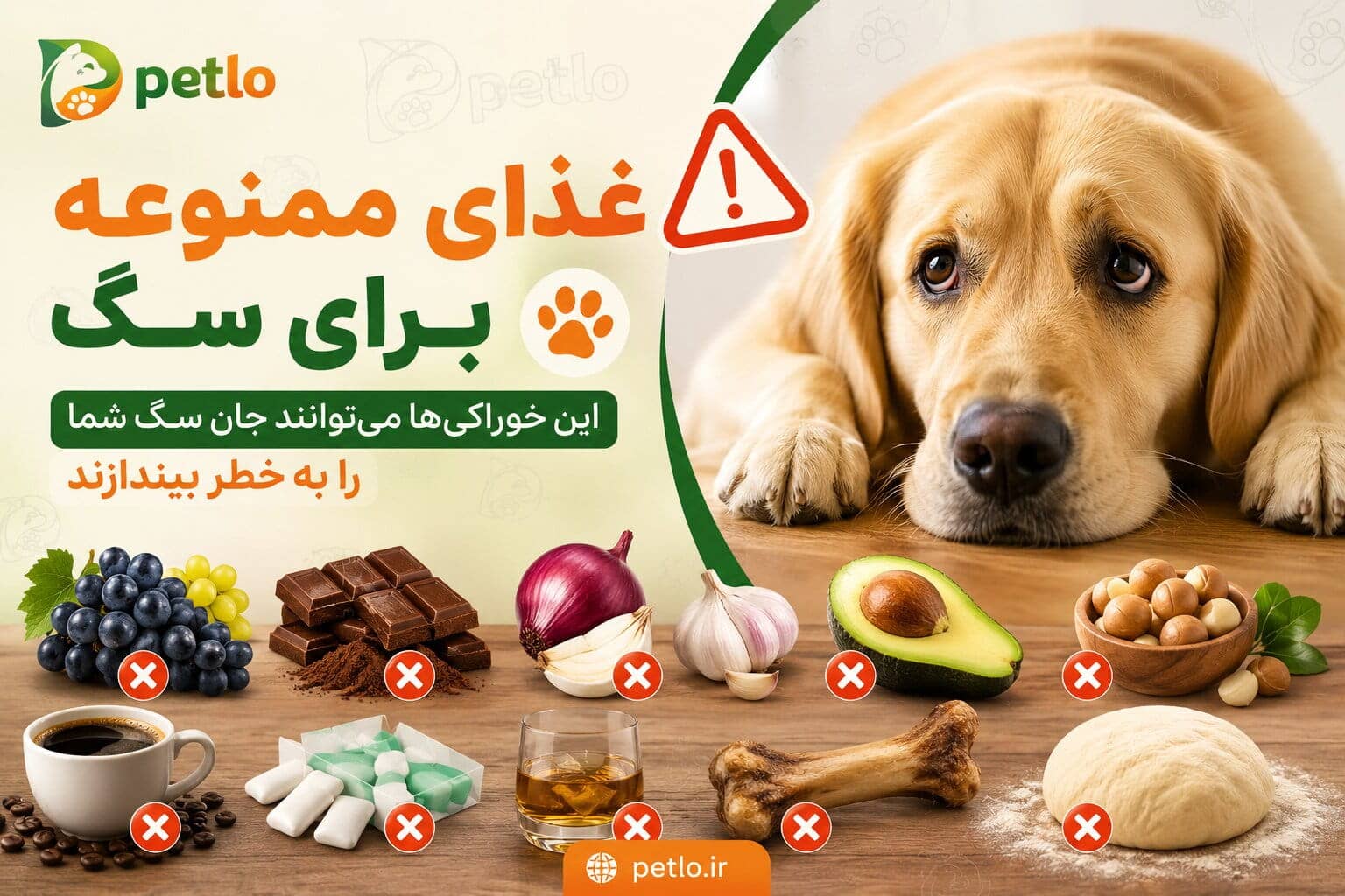 غذای ممنوعه برای سگ