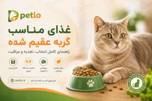 راهنمای انتخاب غذای گربه عقیم شده