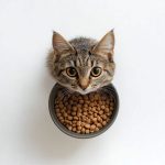 هپی کت کیتن 10kg Happy Cat Kitten - تصویر 3