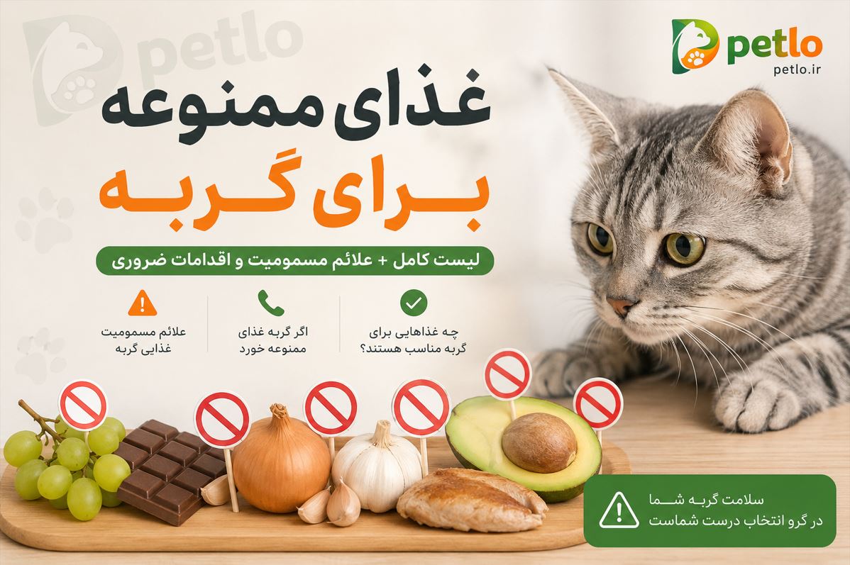غذای ممنوعه گربه