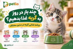 برنامه غذایی گربه